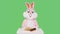 Easter Bunny or rabbit or hare is playing chess game isolated on chromakey or green background. Man dressed life-size