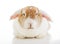 Easter bunny rabbit lop photo. Cute lop eared orange rabbit. White eared split bunny rabbit on isolated white background