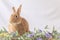 Easter Bunny Rabbit poses with lilac flowers and wooden board in soft vintage setting