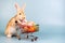 Easter bunny rabbit with shopping cart and sweet colorful eggs on background, Lovely mammal with beautiful bright eyes in nature