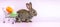 Easter bunny rabbit with shopping cart and sweet colorful eggs on pink background, Lovely mammal with beautiful bright eyes in