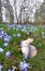 Easter bunny sitting in a blue blossoming meadow