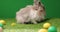 Easter bunny sitting near Easter eggs, green grass. Cute colorful bunny, green background, spring holiday, symbol of