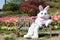 Easter bunny with tulips