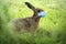 Easter bunny wears a coronavirus face mask to avoid infection during the holidays, health concept, copy space