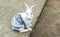 Easter Bunny (White and Gray Rabbit) Sit and Looking to The Camera