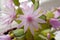 Easter Cactus growing in a pot situated on a window sill