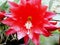 Easter cactus red flower