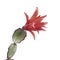 Easter cactus, Rhipsalidopsis gaertnerrii, with red flowers. Detail  on white.