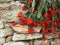 Easter Cactus Or Rhipsalis In Bloom