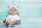 Easter cat with rabbit ears. Banner, Easter screensaver for design