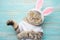 Easter cat with rabbit ears. Banner, Easter screensaver for design