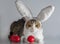 Easter cat in rabbit ears guards three red eggs