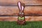 Easter celebration. Funny chocolate bunny on grass against wooden background