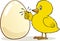 Easter Chick knocking on egg