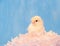 Easter chick nested in pink lace