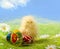 Easter chick and Painted Colorful Easter Egg