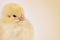 Easter chicks on clear beige background