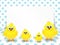 Easter chicks and white blank over dotted background