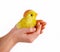 Easter - child holds a chicken in his hands