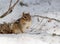 Easter Chipmunk venturing out in the spring snow