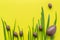 Easter. Chocolate eggs on the grass, on a yellow background. Big and small. Place for text