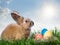 Easter color eggs and rabbit on green grass under blue sky