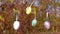 Easter colored eggs hang on willow branches. palm Sunday.