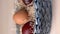 Easter colored eggs lying in the dried grass in the blue basket. Vertical shot