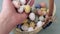 Easter colorful quail eggs