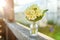 Easter concept. Bouquet of Primrose Primula with yellow flowers in glass vase under soft sunlight and blurred backdrop.