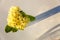 Easter concept. Bouquet of Primrose Primula with yellow flowers in glass vase on white backdrop. Inspirational natural floral
