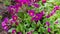 Easter concept. Primrose Primula with pink purple flowers in flowerbed in spring time. Inspirational natural floral