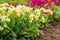 Easter concept. Primrose Primula with yellow flowers in flowerbed in spring time. Inspirational natural floral spring or