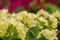 Easter concept. Primrose Primula with yellow flowers in flowerbed in spring time. Inspirational natural floral spring or