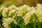 Easter concept. Primrose Primula with yellow flowers in flowerbed in spring time. Inspirational natural floral spring or