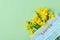 Easter coronavirus covid 19 quarantine concept. Face medical mask on narcissus flowers on green background. flat lay