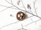 Easter creative composition from Nest, Quail eggs, feathers and branch of tree on a white background. Top view