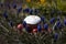 Easter cupcake and painted eggs lie in a wicker basket on a flowerbed with blue muscari flowers. Easter concept, spring