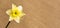 Easter daffodil flower in spring, web banner
