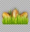 Easter decorated golden eggs in green grass isolated on transparent background.