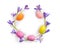 Easter decoration. Circle Easter frame of flowers violet crocuses, colored easter eggs on white background with space for text.