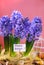 Easter decoration with fresh hyacinth flowers on pink background