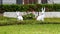 Easter display with two white rabbits and a bucket of flowers in front of a white wall and green hedges in Dallas. Texas.