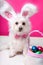 Easter dog with bunny ears and eggs