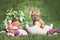 Easter dog. French Bulldog puppy sitting in egg shell next to Easter basket and colorful eggs with flowers