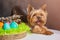 Easter dog Yorkshire terrier with eggs