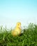 Easter duckling in grass