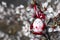 Easter egg in the form of a smiling bunny on a branch of a flowering tree and blurred blooming garden in the background