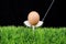 Easter egg on golf tee with golf driver